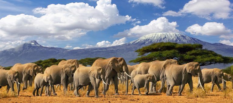 Kenya Safari Adventure 