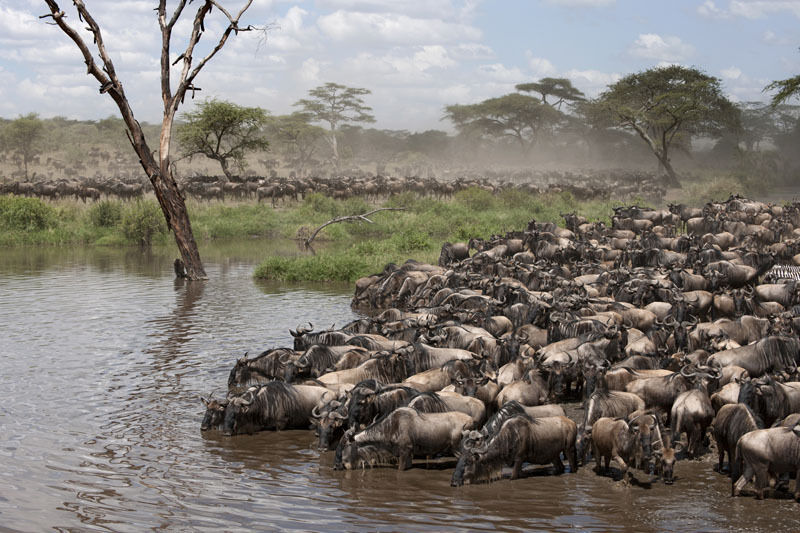 Annual wildebeest migration in the Masai Mara in Kenya