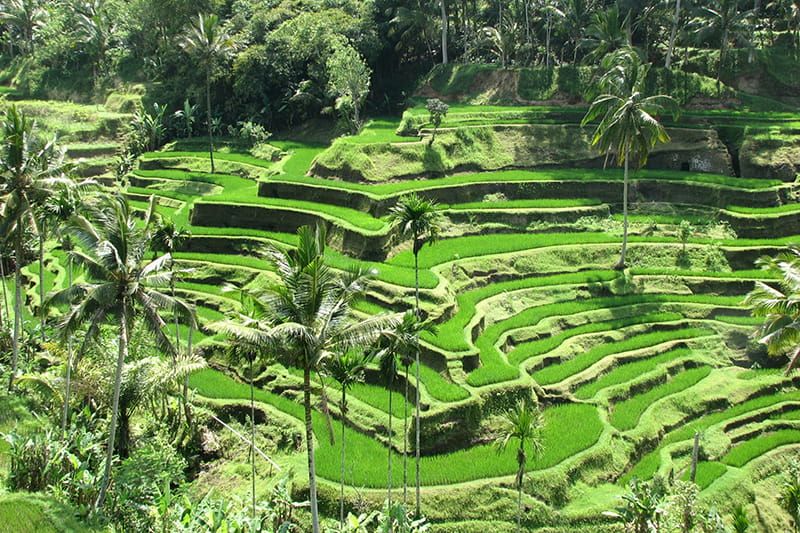 Tengalalang rice terraces in Bali Indonesia