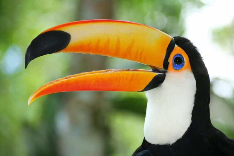 Colourful toucan in Costa Rica