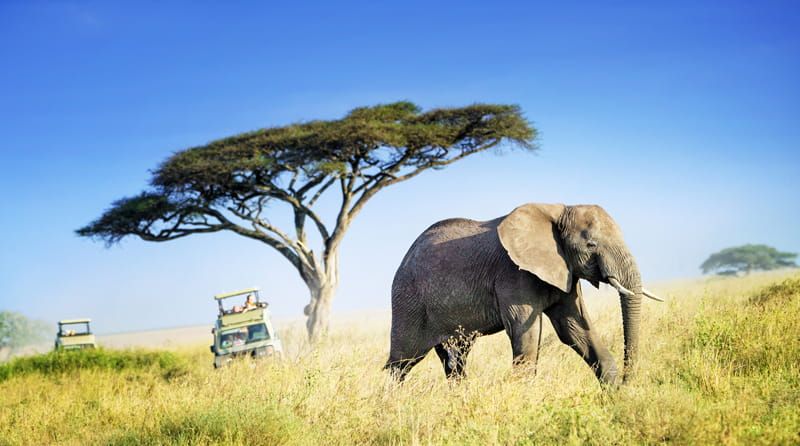 Elephants in Serengetti safari in Tanzania