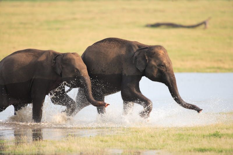 Two elephants playing in Minneriya