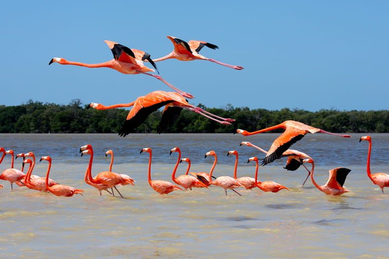 Pink flamingoes in a nature reserve in Celestun