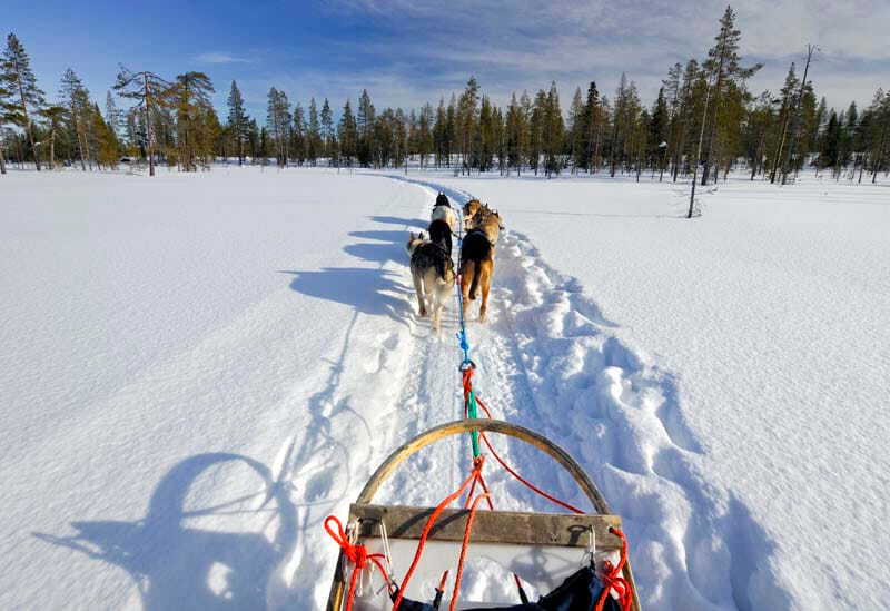 Husky-sledging in Finland at Christmastime