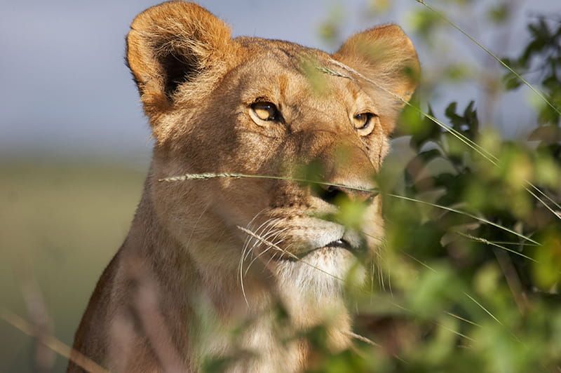 Lioness on a safari in Kenya