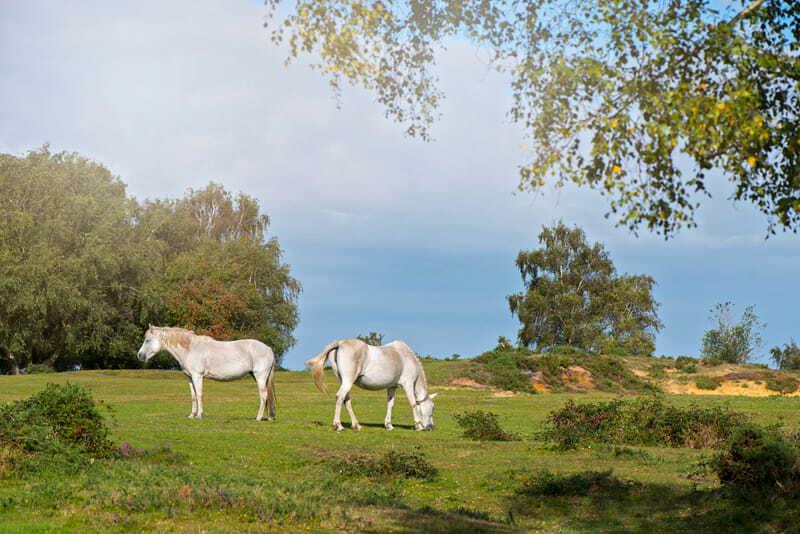 Native ponies in the New Forest during the UK in the summer