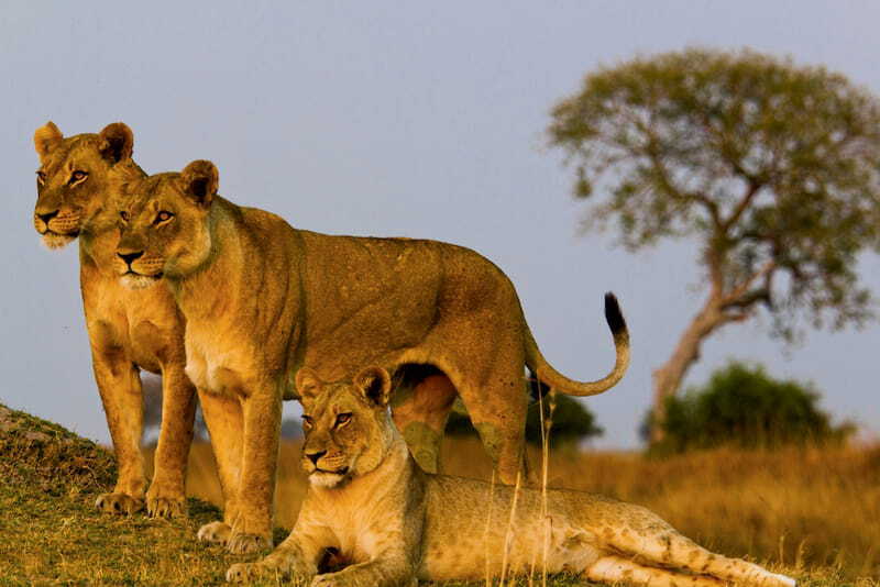 Pride of lions on a safari in Kenya