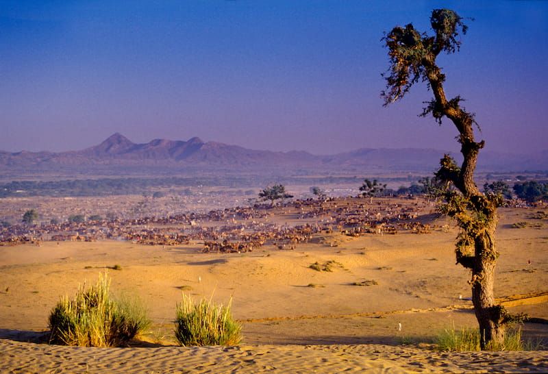 Desert in Pushkar in India