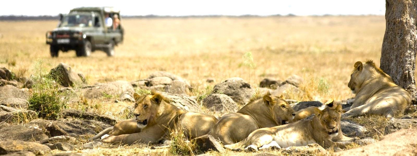 A group of people on a safari spot a pride of lions resting in Kenya.