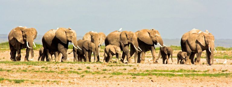Kenya Safari Adventure 