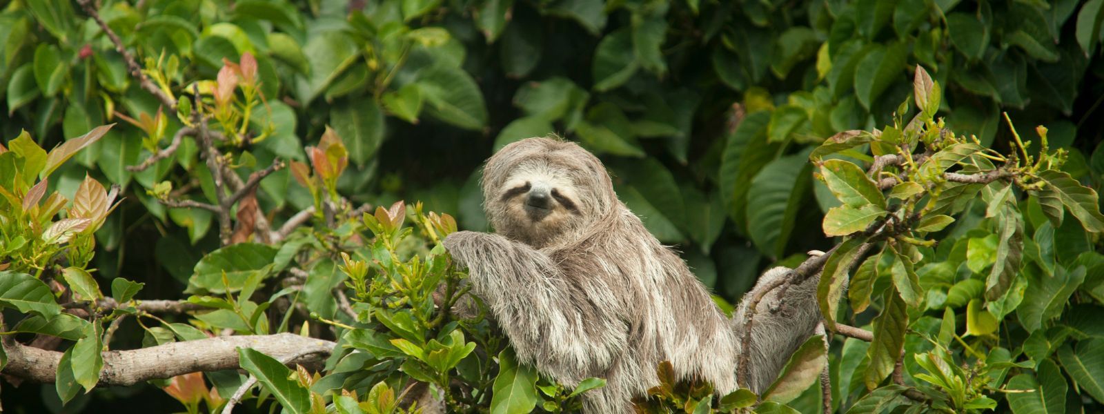 A sloth sitting amongst the trees smiling in Costa Rica