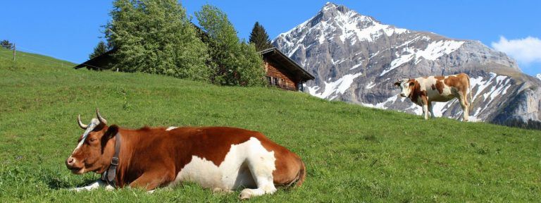 Trekking the treasures of the Bernese Oberland