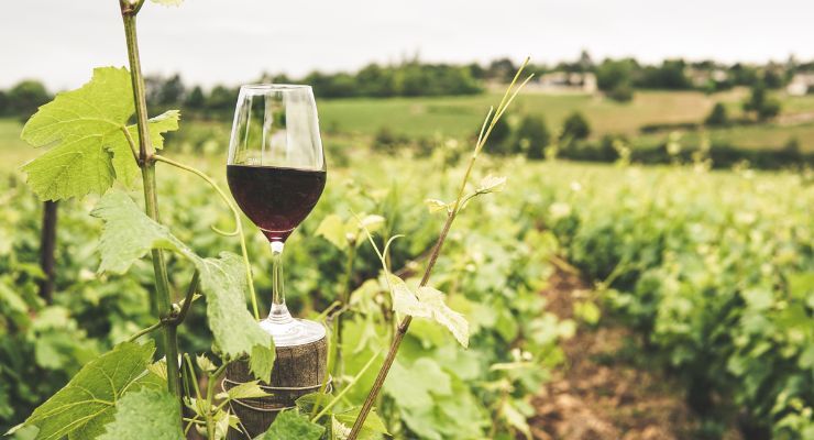 glass of wine in vineyards