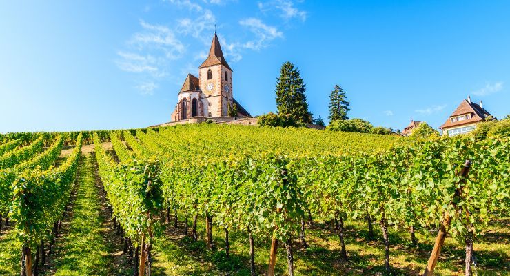 vineyards in Alsace France