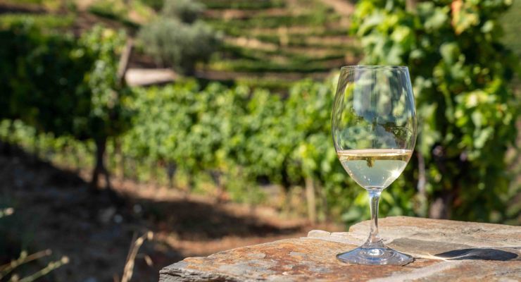 wine vineyards with wine glass