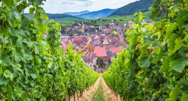 Vineyard in Alsace France